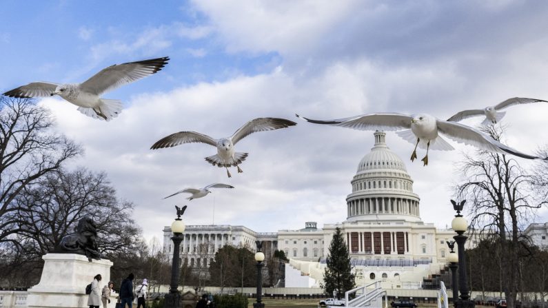 Un groupe de goélands vole près du Capitole à Washington, le 2 janvier 2025. (ROBERTO SCHMIDT/AFP via Getty Images)