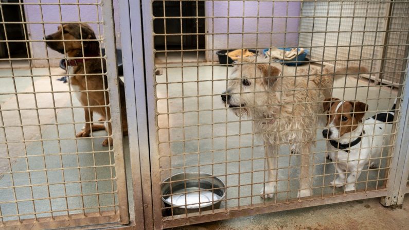 Des chiens abandonnés attendent dans une cage au refuge de la SPA (Société protectrice des animaux) à Chamarande. (BERTRAND GUAY/AFP via Getty Images)