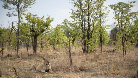 « C’est un miracle qu’il ait survécu » : Tinotenda, sept ans, survit seul cinq jours dans un parc à lions au Zimbabwe