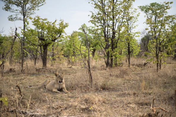 Une lionne est photographiée le 18 novembre 2012 dans le parc national de Hwange au Zimbabwe. (Photo MARTIN BUREAU/AFP via Getty Images)