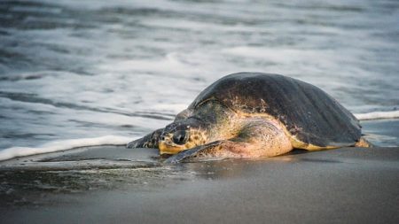 Bangladesh : une centaine de tortues de mer retrouvées mortes, des scientifiques enquêtent