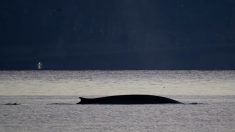 Barcelone : un rorqual commun aperçu à quelques mètres d’une plage, un phénomène qui n’a lieu qu’au printemps