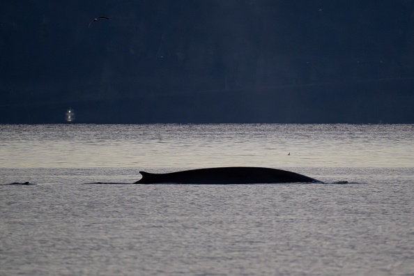 Barcelone : un rorqual commun aperçu à quelques mètres d’une plage, un phénomène qui n’a lieu qu’au printemps