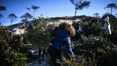 Près d’Arcachon, les sapins de Noël sont recyclés pour contrer l’érosion des plages