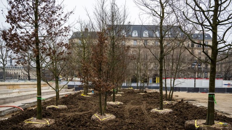 Des arbres partiellement plantés sur le parvis de l'Hôtel de Ville de Paris, à Paris, le 18 janvier 2025. (MARTIN LELIEVRE/AFP via Getty Images)