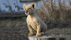 Géorgie : un zoo recueille un lionceau en très mauvais état ayant appartenu à un champion de judo