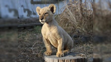 Géorgie : un zoo recueille un lionceau en très mauvais état ayant appartenu à un champion de judo