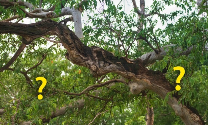 Les maîtres du camouflage : un photographe repère des hiboux Petit-duc scops dans leur habitat naturel - Pouvez-vous les repérer ?