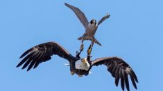 Un photographe capture la scène d’un faucon pèlerin déterminé à éloigner à jamais un pygargue à tête blanche de son nid