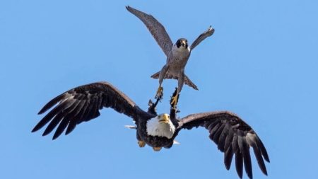 Un photographe capture la scène d’un faucon pèlerin déterminé à éloigner à jamais un pygargue à tête blanche de son nid