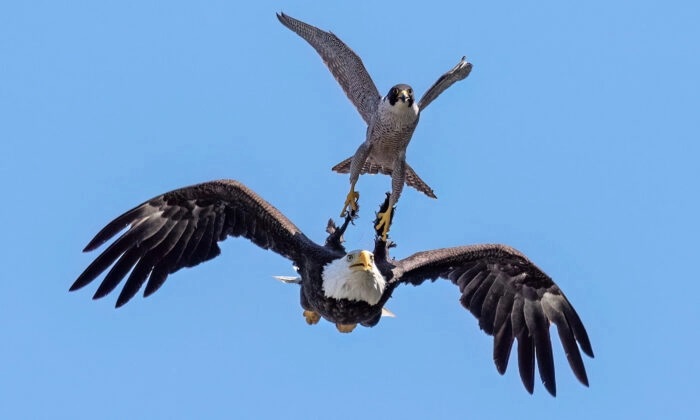 Un photographe capture la scène d'un faucon pèlerin déterminé à éloigner à jamais un pygargue à tête blanche de son nid