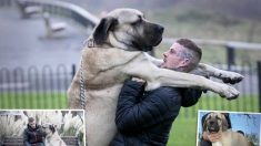 Le plus gros chien du Royaume-Uni pèse le même poids qu’un bébé éléphant mais est un « gentil géant »