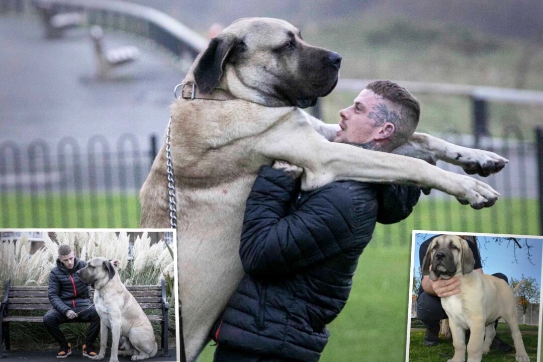 Le plus gros chien du Royaume-Uni pèse le même poids qu'un bébé éléphant mais est un « gentil géant »