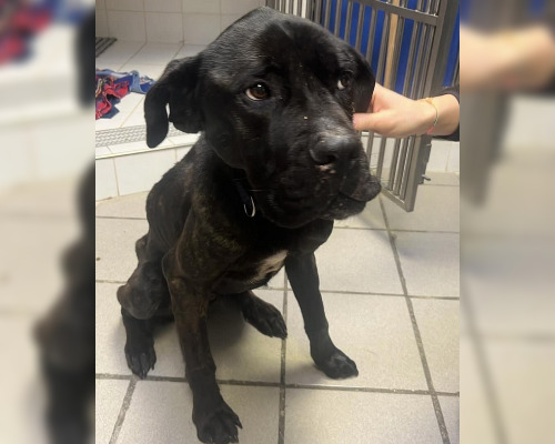 Tyson, cane corso de 4 ans a été découvert dans la forêt de Sénart par des promeneurs. L'animal, très maigre, a été victime de maltraitance. (Crédit photo : Facebook Anne-Claire Chauvancy, la présidente d’Action protection animale)