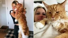 Ce Maine Coon est si grand qu’il a déjà la taille moyenne d’un enfant de 9 ans