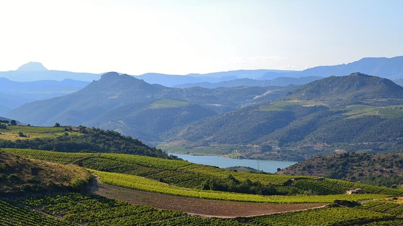 Vignoble de Caramany, dans les Pyrénées-Orientales. (Photo : Babsy/Wikimédia)