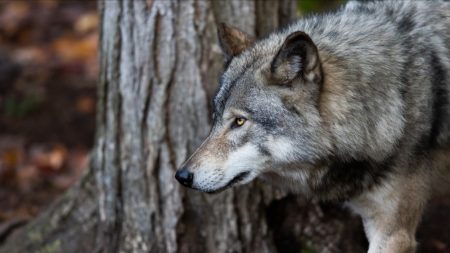 Cher : un loup très probablement responsable de la mort d’un troupeau d’ovins à Bessais-le-Fromental