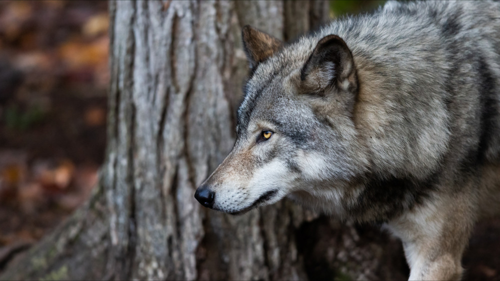 Cher : un loup très probablement responsable de la mort d'un troupeau d'ovins à Bessais-le-Fromental