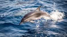 Bordeaux : des dauphins aperçus en train de remonter la Garonne