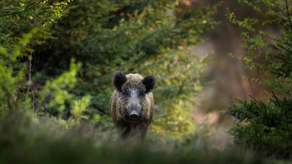 Aveyron : les promeneurs gravement blessés par un sanglier portent plainte contre la Fédération départementale des chasseurs