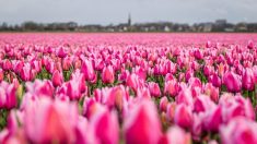 Des bouquets de fleurs massivement contaminés par les pesticides, selon UFC Que Choisir