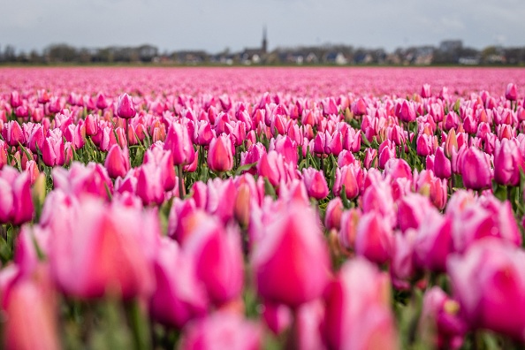 Pays-Bas : Cette photographie prise le 31 mars 2022 montre des champs de tulipes en fleurs dans un champ de Zuid Beijerland.  (JEFFREY GROENEWEG/ANP/AFP via Getty Images)