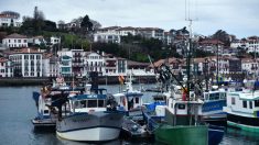 Dauphins : la pêche a repris dans le golfe de Gascogne, après quatre semaines d’arrêt