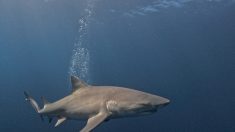 Deux jeunes femmes attaquées par un requin aux Bahamas, reconnaissantes d’être encore en vie