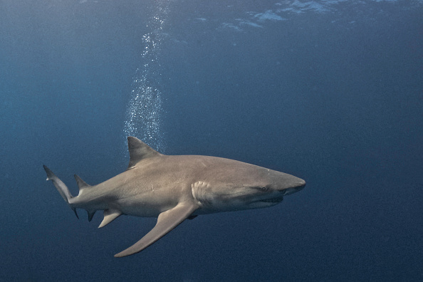 Deux jeunes femmes attaquées par un requin aux Bahamas, reconnaissantes d’être encore en vie