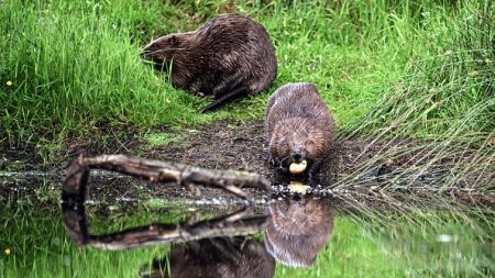 « Un boulot remarquable »: des castors font économiser un million d’euros en construisant de petits barrages