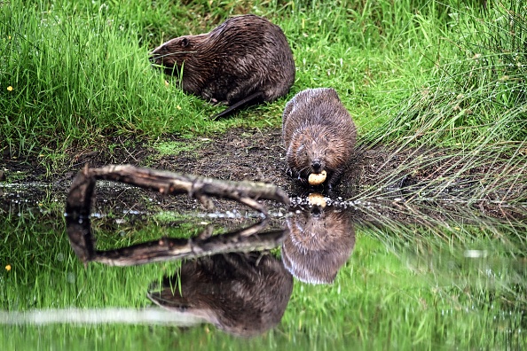 "Un boulot remarquable": des castors font économiser un million d'euros en construisant de petits barrages