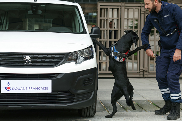 Un chien renifleur de contrôle douanier fait une démonstration de ses compétences lors d'une visite du ministre français du Budget et des Comptes publics alors qu'il participe à un séminaire interministériel sur la lutte contre le blanchiment d'argent et le financement du terrorisme au ministère français de l'Économie et des Finances (Bercy), à Paris, le 7 octobre 2024. (ALAIN JOCARD/AFP via Getty Images)