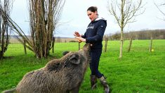 La situation de Rillette le sanglier a été régularisée, une « victoire définitive » pour celle qui l’a adopté