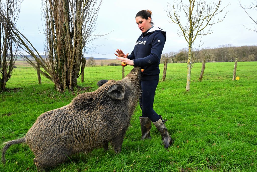 La situation de Rillette le sanglier a été régularisée, une "victoire définitive" pour celle qui l'a adopté