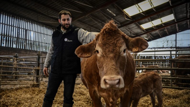 L'agriculteur Alexandre Humeau se tient à côté de sa vache limousine élevée sous le nom d'Oupette dans sa ferme, à Dienné dans la Vienne, le 29 janvier 2025. (PHILIPPE LOPEZ/AFP via Getty Images)