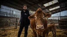 Oupette, une Limousine égérie du Salon de l’agriculture : Alexandre Humeau, exemple d’une transmission réussie