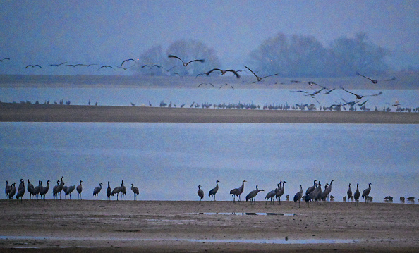 Des grues cendrées se rassemblent au lac du Der près de Giffaumont-Champaubert, dans le nord-ouest de la France, le 31 janvier 2025. Chaque année, des dizaines de milliers de grues cendrées passent l'hiver sur le lac du Der, entre la Marne et la Haute-Marne.(FRANCOIS NASCIMBENI/AFP via Getty Images)