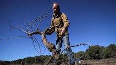 Sécheresse, surproduction : les vignerons audois contraints d’arracher leurs vignes, la mort dans l’âme