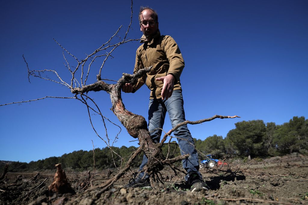 Sécheresse, surproduction : les vignerons audois contraints d'arracher leurs vignes, la mort dans l'âme