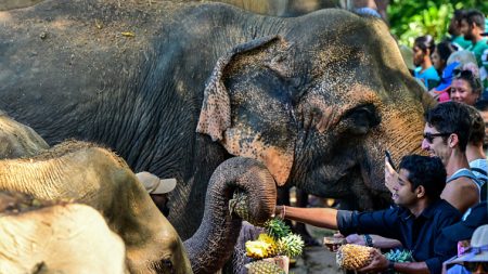 Sri Lanka : festin de fruits pour les éléphants du premier orphelinat pour pachydermes du monde