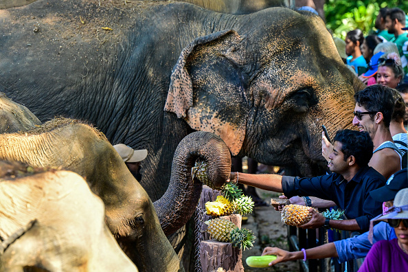 Sri Lanka : festin de fruits pour les éléphants du premier orphelinat pour pachydermes du monde