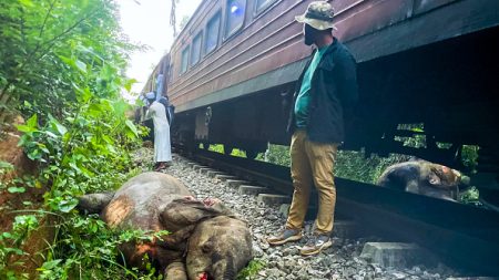 Collisions avec un train, affrontements avec des humains… plus d’un dixième des éléphants tués au Sri Lanka sur les deux dernières années