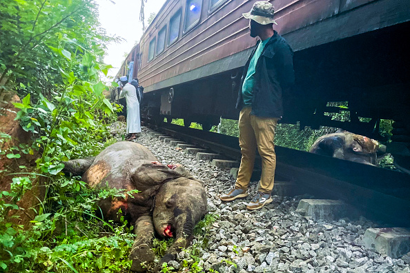 Collisions avec un train, affrontements avec des humains... plus d'un dixième des éléphants tués au Sri Lanka sur les deux dernières années