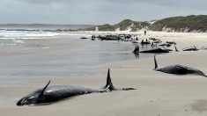 Une course contre la montre pour sauver 157 fausses orques échouées sur une plage isolée