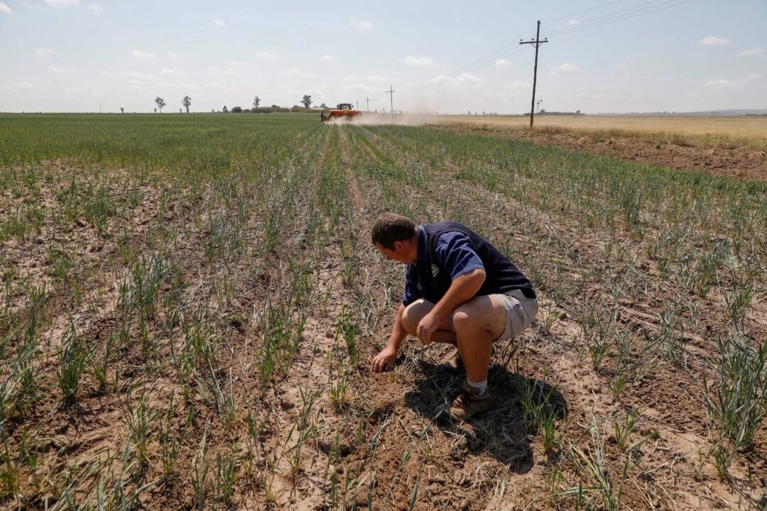 Le débat sur les fermes sud-africaines aux mains des Blancs est obscurci par des mythes, selon des experts