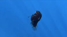 « Émergeant des profondeurs », un « diable noir des abysses » aperçu à la surface près des côtes espagnoles