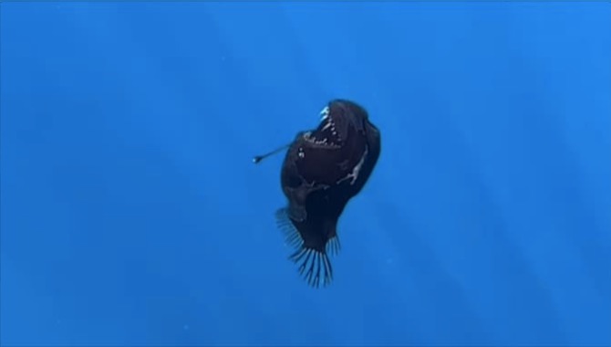 C'est peut-être la première observation de ce poisson si proche de la surface. (Condrik Tenerife/Instagram)