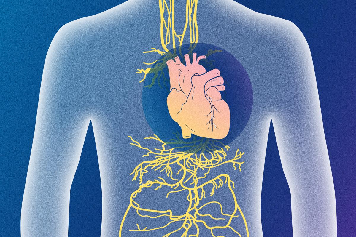 Activation du nerf vague : une approche méconnue de l'amélioration de la fonction cardiaque