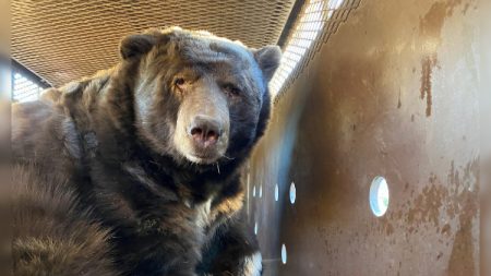 De retour à Los Angeles après les incendies, un couple de Californiens découvre un ours sous sa maison