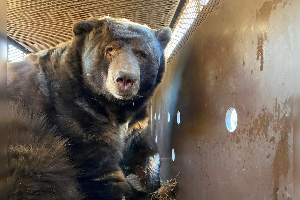 De retour à Los Angeles après les incendies, un couple de Californiens découvre un ours sous sa maison